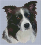 Border Collie (No Background) (image for) Border Collie (No Background)